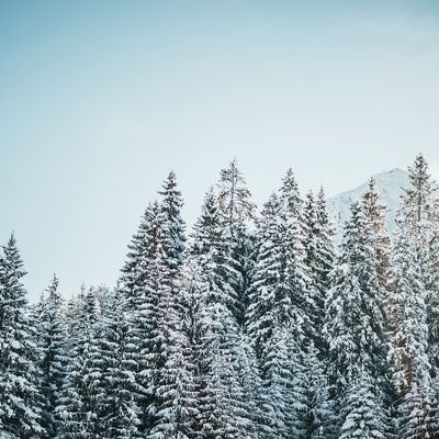 Winterwald und Berge Verschneite Tannenbäume vor einem Bergpanorama im Winter.